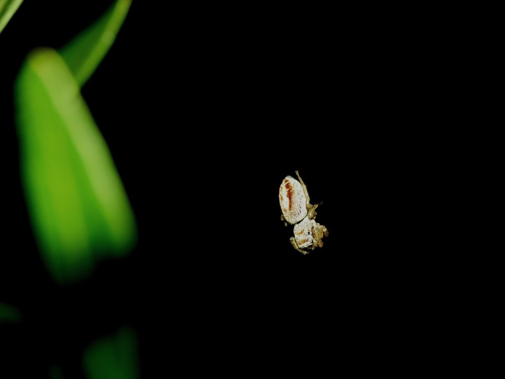 Passeggiate aracnologiche (di notte)